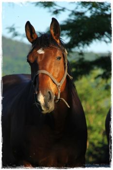 Hitac du Mourier
