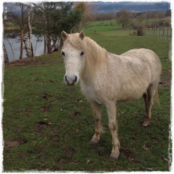 Licorne