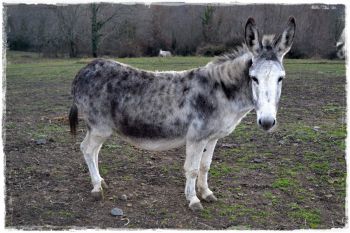 Paquerette