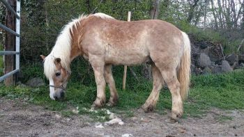 Kiwi de Namur