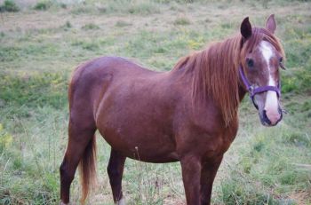 Flippy de Monteaux