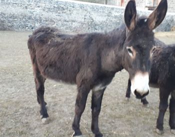 Arthur (Balthazar)
