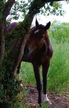 Loustic du Melnire