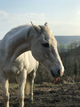 Greydann Hill