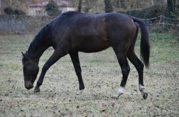 Alcor Tropez