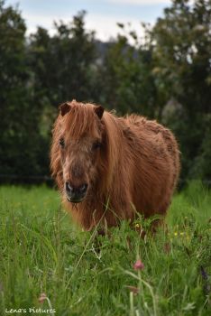 Princesse de la Noé