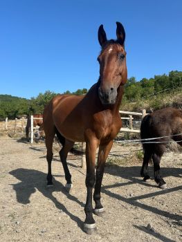 Quito du Reversey Quito du Reversey
